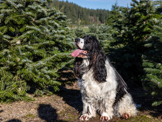 Male Russian spaniel posing sitting on a back paws between firs on a Christmas tree farm