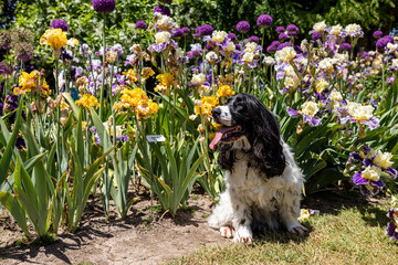 Male Russian spaniel dog sitting in front of a blooming irises