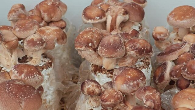 Shiitake mushrooms growing in grow bags