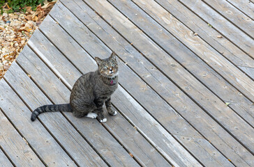 Solitary gray striped tabby cat with white paws, sitting on a weathered cedar deck looking towards the camera