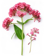 Obraz premium Close up photo of a red valerian, centranthus ruber, with clear focus and isolated on a white background