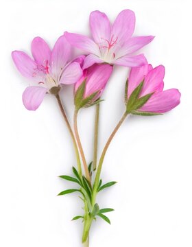 Studio shot of pink clarkia amoena flowers, also known as farewell to spring, isolated on a white background with full depth of field