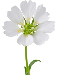 Fototapeta premium Snow in summer flower, studio shot on white background