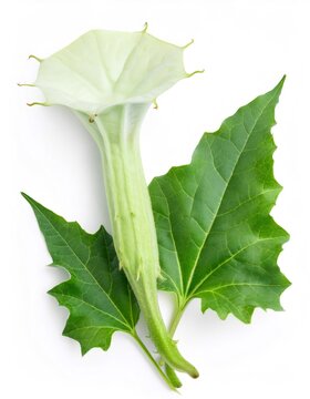 Stunning studio shot of a blooming datura stramonium - jimsonweed - flower with lush green leaves, set against a pristine white backdrop