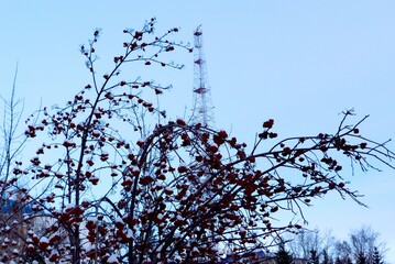 branches of a tree in winter