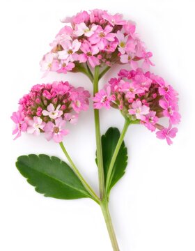 Iberis sempervirens - candytuft - flower blooming with soft pink petals, adding a lively and enchanting touch against a pure white background