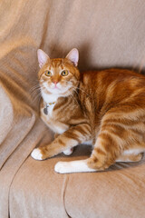 Red cute cat is laying on couch