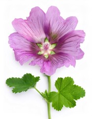 Studio shot of a single common mallow - malva sylvestris - , highlighting its delicate purple petals, green pistil, and stamen, set against a clean white backdrop