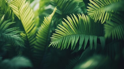 Obraz premium Lush green tropical fern foliage close-up.