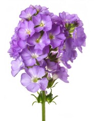 Photograph of a stunning purple stock flower in a studio setting, showcasing its exquisite blossoms against a clean white background