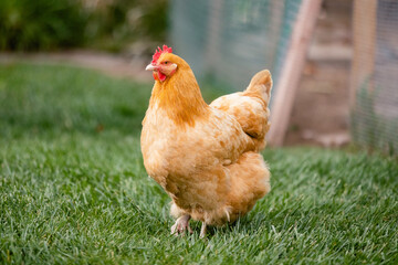 chicken