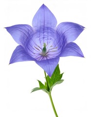 Close up of vibrant purple platycodon grandiflorus, also known as balloon flower, with green leaves, against a white backdrop
