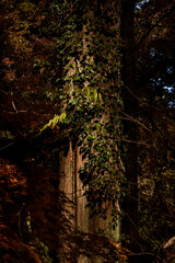 Parasitic vine wrapped around tree trunk in tropical forest