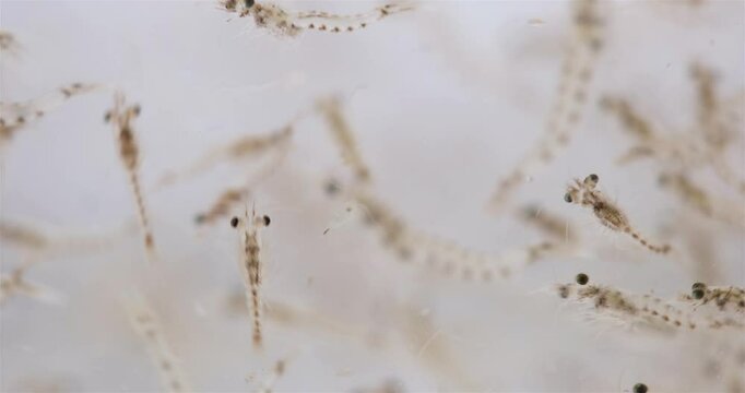 Colony crustacea mysida Mysis oculata close up, Mysidae family. Filter out small particles suspended in water. White sea
