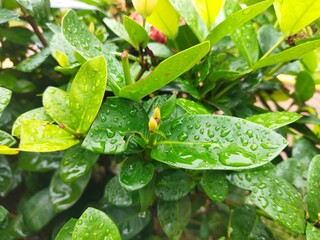 water drops on a green leaf