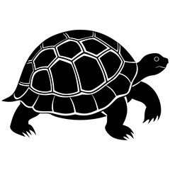 turtle illustration