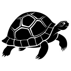 turtle illustration