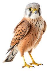 Obraz premium PNG Buzzard animal beak bird.