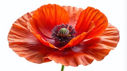 Red Poppy Isolated on White - 3D Realistic Floral Photography