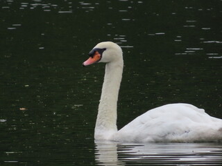Rare mute swan swimming in the lake