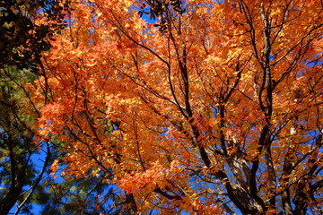紅葉したタイワンフウ