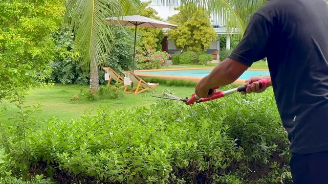 Man Trimming Hedge in Tropical Garden Near Poolside
