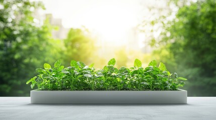 Fresh Green Plants in Modern Planter on Bright Background