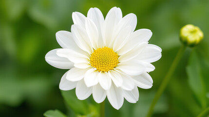 Obraz premium White Daisy in Bloom: A delicate white daisy with a bright yellow center blooms amidst a lush green background.