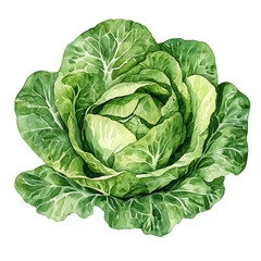 Fresh green cabbage with detailed leaves and vibrant colors