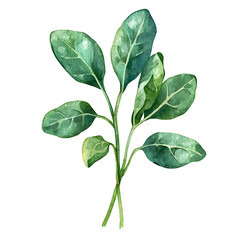 Obraz premium Watercolor illustration of green leaves with detailed veins and texture