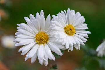 Obraz premium Two large white flowers on a blurred background