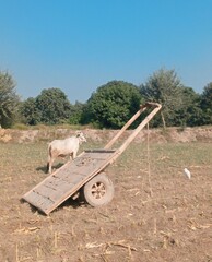 Obraz premium wheelbarrow with hay