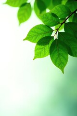 Exotic tropical leaves fall from a lush green tree branch, ?rbol, verde