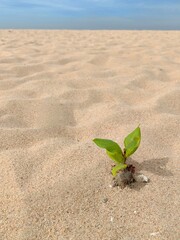Little plant growing on sand beach