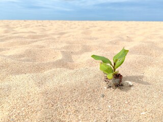 Little plant growing on sand beach