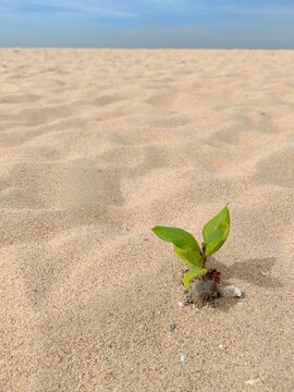 Little plant growing on sand beach