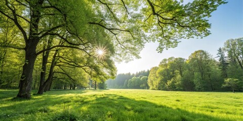 Sunlit Meadow in a Lush Green Forest with Sunlight Streaming Through Trees