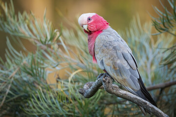 A galah cockatoo, an iconic Australia bird with its pink and grey feathers, perches on a branch and looks around with curiosity in a suburban garden on the Gold Coast in Queensland, Australia.
