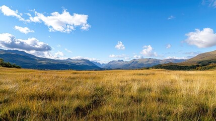 Obraz premium A picturesque scene of golden wild grass in the foreground, contrasted with a bright and clear blue sky,