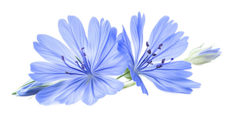 Obraz premium chicory isolated on white background 