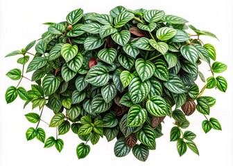 Fototapeta premium Javanese Treebine, Grape Ivy, Cissus, Hanging Vine, Jungle Plant, Lush Green Foliage, Bird's Eye View, Isolated Clipping Path, High-Resolution Image