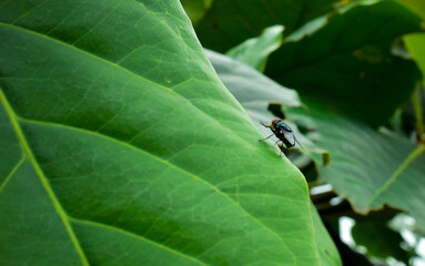 Close-Up of a Fly on a Large Green Leaf in Nature