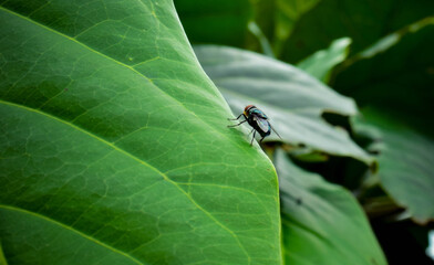 Macro photo showcasing a fly resting on the vibrant surface of a green leaf