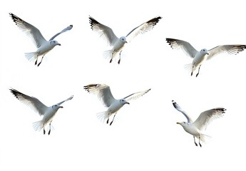 Obraz premium Six seagulls soaring in different directions, isolated against a white background