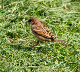 A small brown bird is walking through a field of grass