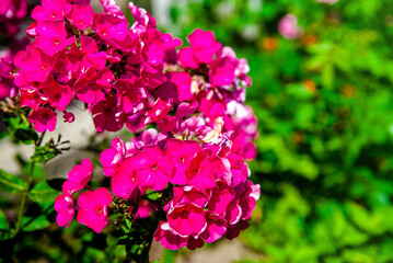 Phlox paniculata is growing in the country garden
