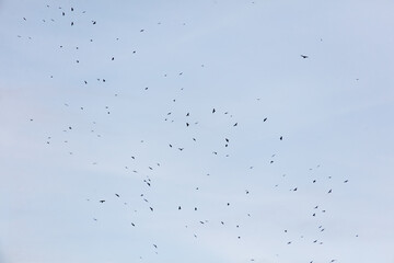 A flock of birds flying in the sky