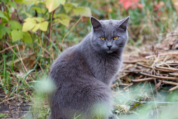 Obraz premium A grey cat is sitting in the grass