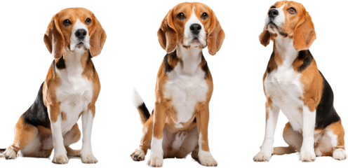 Adorable Beagle Dog Poses Studio Shots Pets Mammals Canine