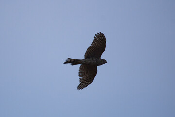 Sparrow hawk in the flight(Accipiter nisus) Bird of pray.